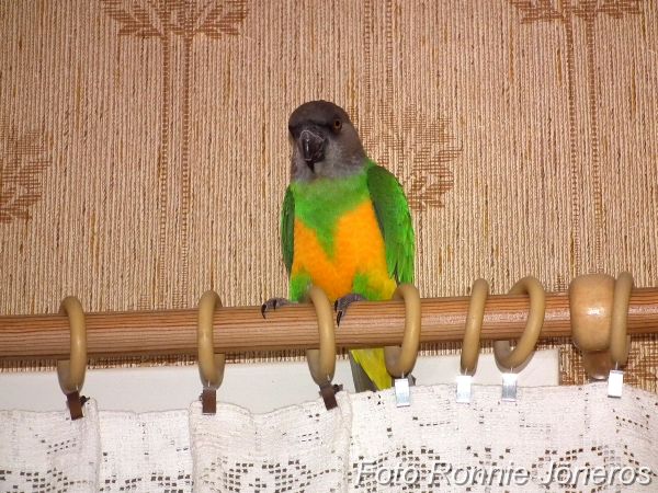 Morhuvad papegoja (Poicephalus senegalus)
